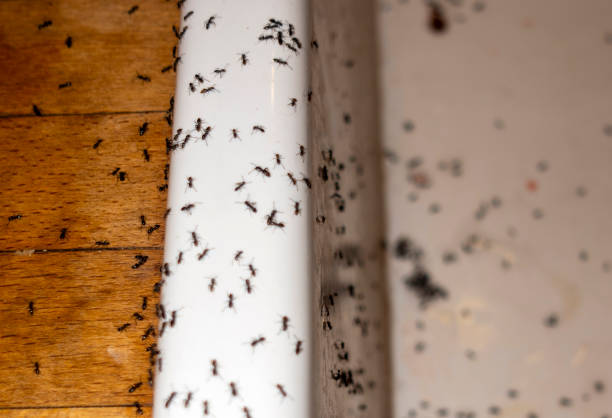 Best Residential Pest Control  in South Wenatchee, WA