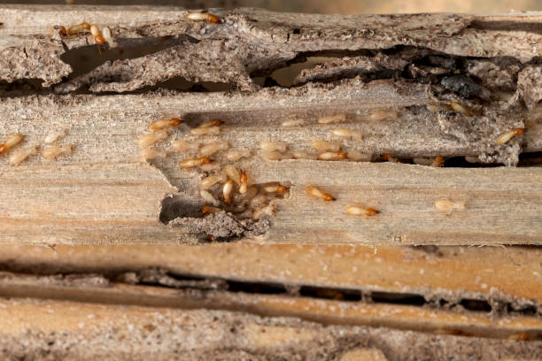 Best Exterminator Services  in South Wenatchee, WA