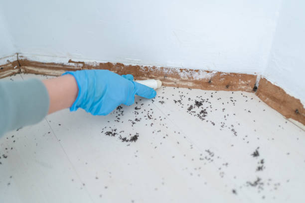 Best Best Pest Control Companies  in South Wenatchee, WA